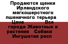 Продаются щенки Ирландского мягкошерстного пшеничного терьера › Цена ­ 30 000 - Все города Животные и растения » Собаки   . Ингушетия респ.